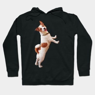 Jack Russell Terrier Hoodie